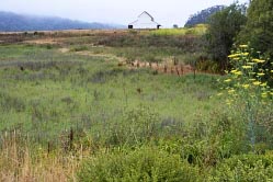 meadow pt reyes station 1 thumbnail graphic
